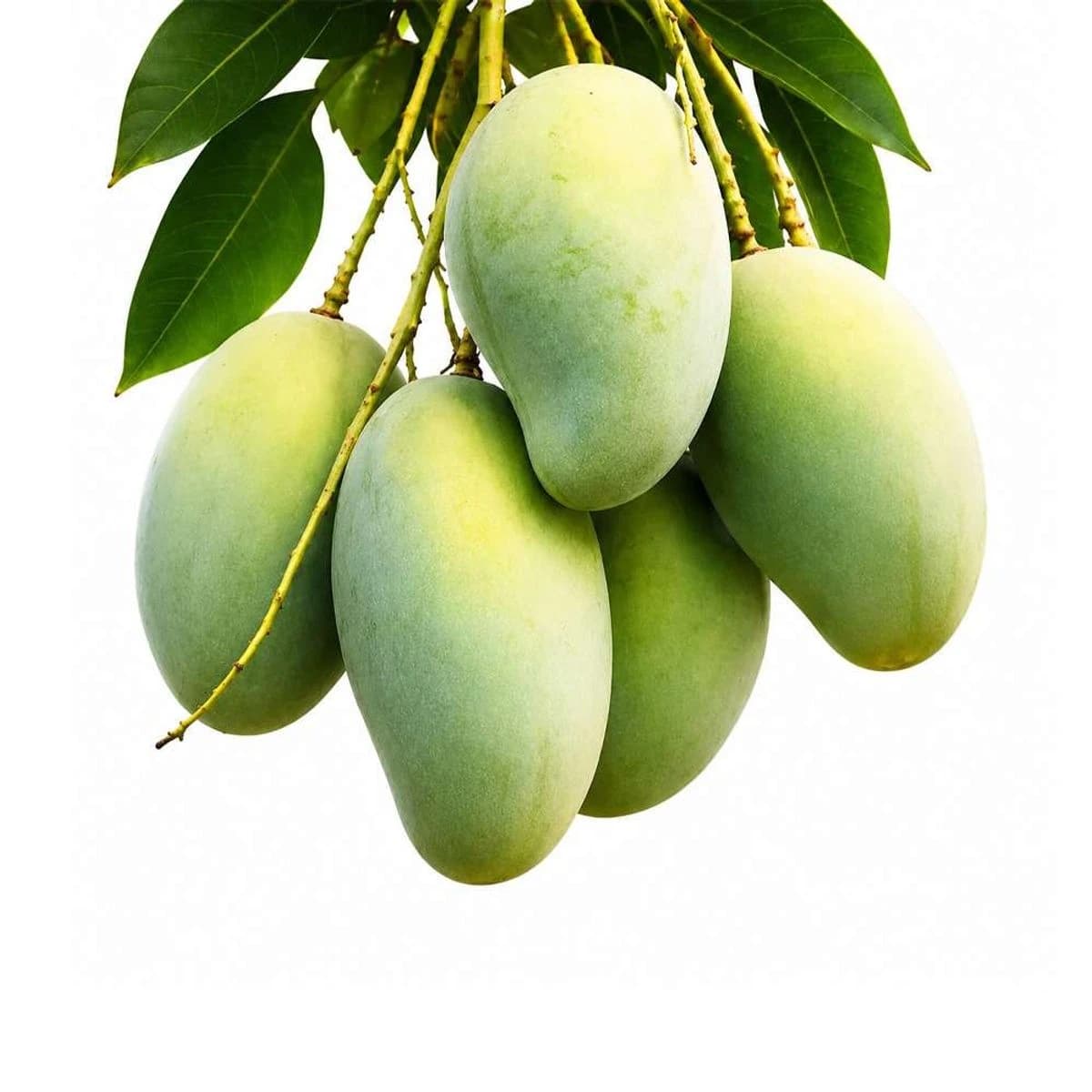 Amrapali Mango-10 kg — image 1